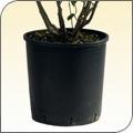 15L Heavy Duty Pot