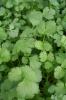 Coriander, Santos