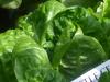 Lettuce, Cos
