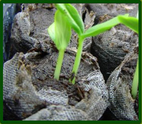 Nature's Own Seed and Cutting Mix