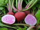 (image for) Beetroot