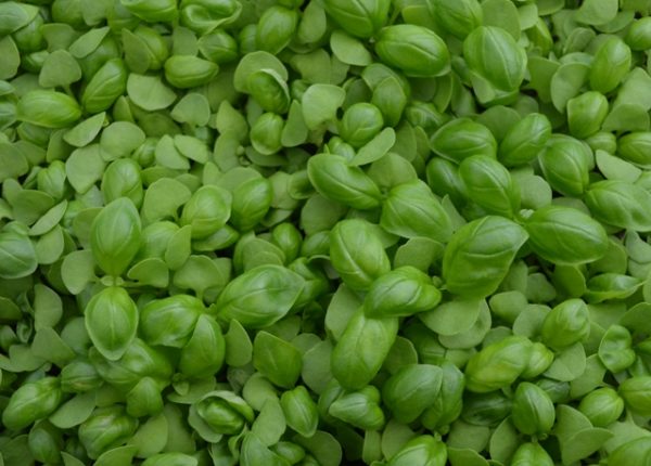 (image for) Micro-Greens Basil Sweet Genovese
