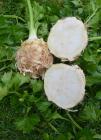 (image for) Celeriac Ibis