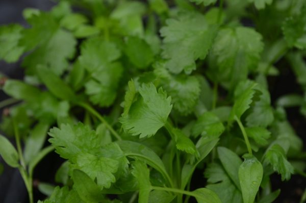 (image for) Micro-Greens Coriander Filtro