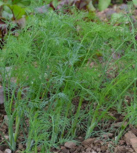 (image for) ORGANIC HERB DILL