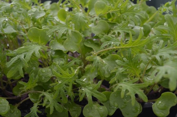 (image for) Micro-Greens Kale Red Russian