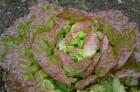(image for) Lettuce, Marvel of 4 Seasons
