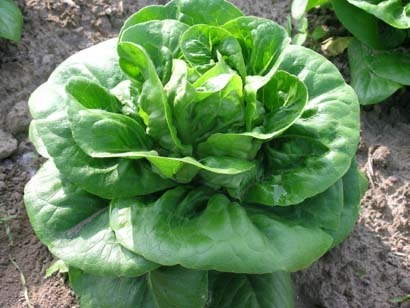 (image for) ORGANIC LETTUCE COS MAUREEN