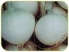 (image for) Onion, Musona