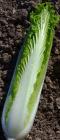 (image for) Oriental Cabbage Granat