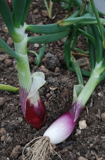 (image for) ORGANIC ONION LONG RED FLORENCE