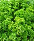 (image for) Parsley, Moss Curled