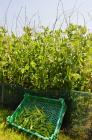 (image for) Pea, Mange Tout