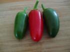 (image for) Pepper, Early Jalapeno Chilli