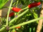 (image for) Pepper, Numex Bailey Chilli