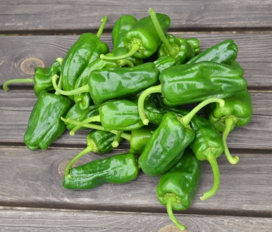 (image for) ORGANIC PEPPER PADRON