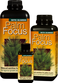 (image for) Palm Focus