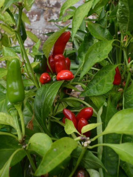 (image for) ORGANIC PEPPER POSITANO