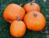 (image for) Squash, Jack o' Lantern