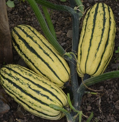 (image for) ORGANIC SQUASH DELICATA