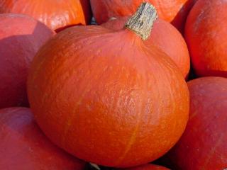 (image for) ORGANIC SQUASH RED (UCHIKI) KURI