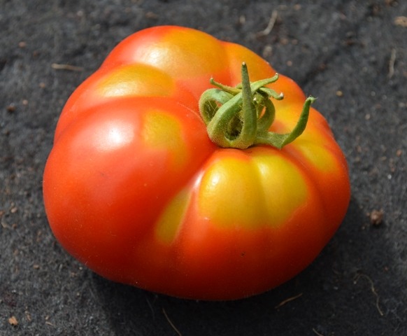 (image for) ORGANIC TOMATO MARMANDE