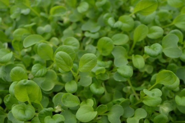(image for) Micro-Greens Oriental Tat Soi