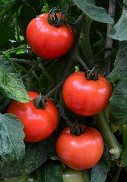 (image for) ORGANIC TOMATO VELOCITY F1