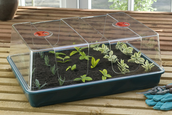 (image for) XL High Dome Propagator