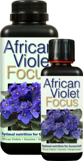 (image for) African Violet Focus