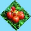 (image for) Tomato, Ailsa Craig