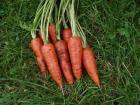 (image for) Carrot, Open pollinated