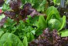 (image for) Lettuce, Baby Leaf mix