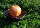 (image for) Squash, Big Max Pumpkin