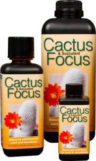 (image for) Cactus Focus