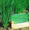 (image for) Chives