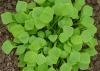 (image for) Claytonia, Winter Purslane
