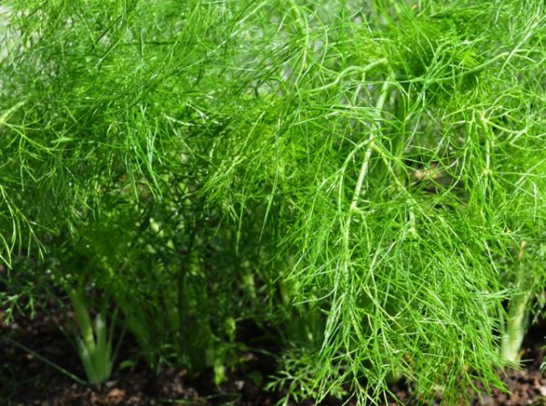 (image for) Fennel, Common