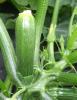 (image for) Courgette, Open pollinated