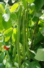 (image for) Bean, Runner