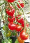 (image for) Tomato, Gardener's Delight
