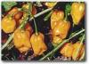 (image for) Pepper, Habanero Chilli