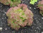 (image for) Lettuce, Lollo Rosso