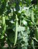 (image for) Pea, Early