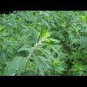 (image for) Motherwort