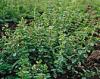 (image for) Oregano