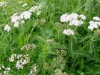 (image for) Yarrow
